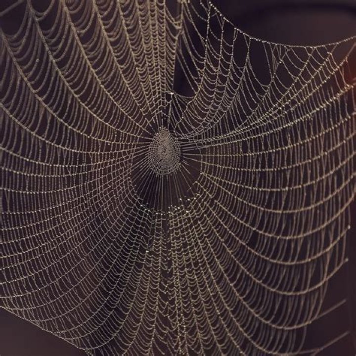 How scary is ‘Cobweb?’